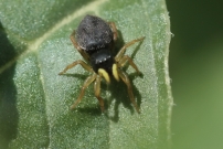 *(Araneae - Salticidae - Heliophanus sp.)